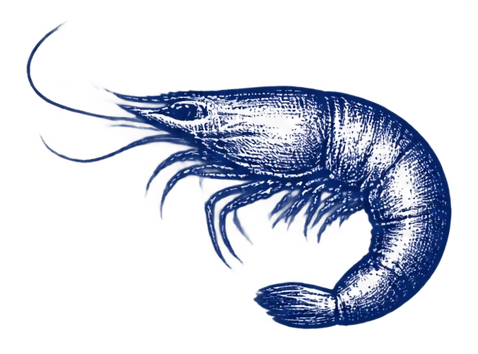 Креветка калибра 90/120 — рисунок
